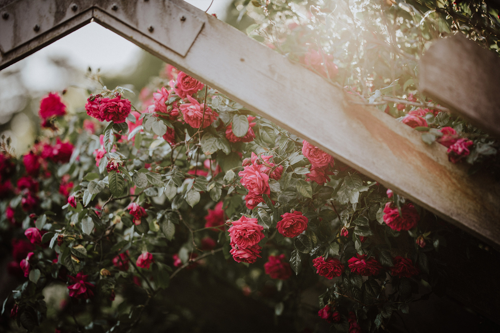 Roses hanging over a wooden trellis