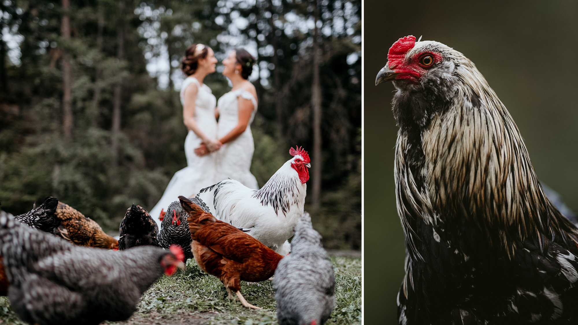 Kelowna Venues | Caldwell Heritage Farm Two brides feed chickens at a farm
