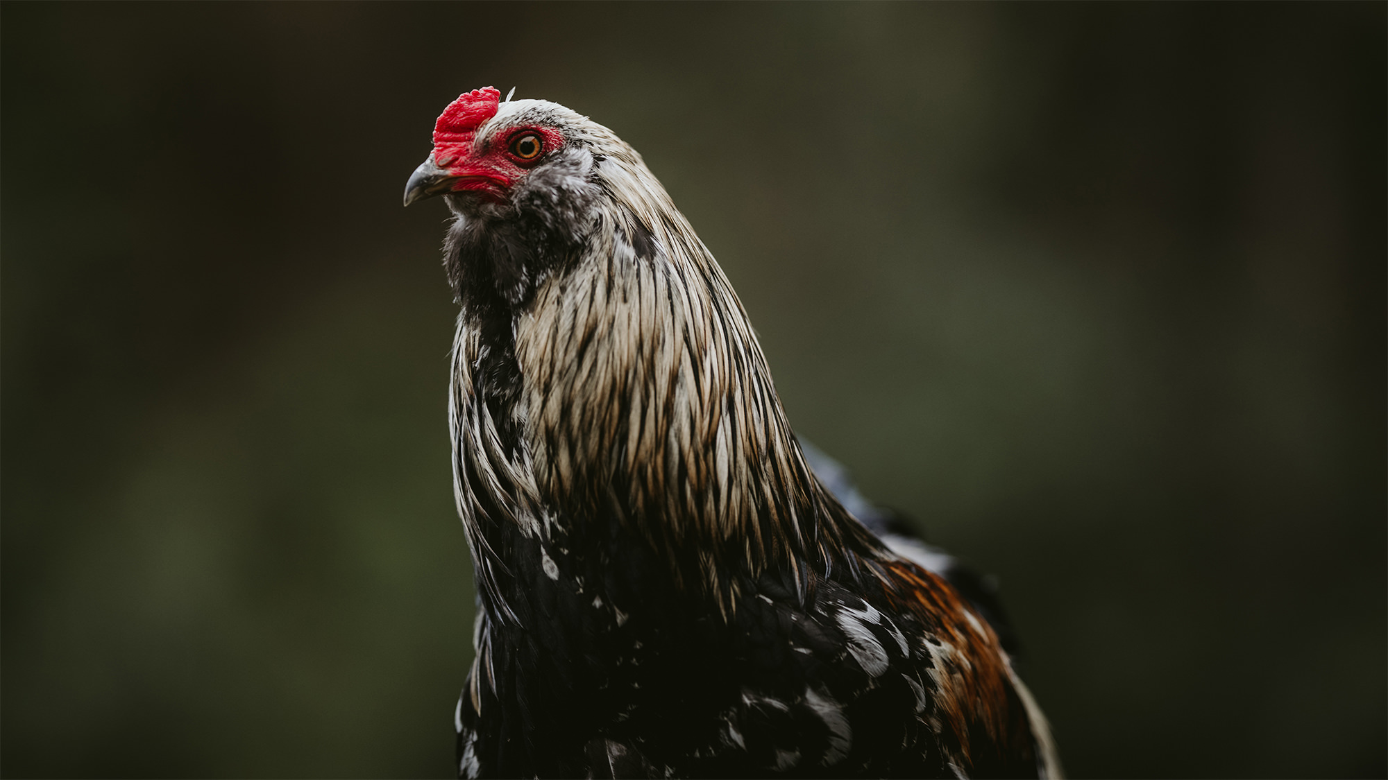 A regal rooster poses for a portrait.