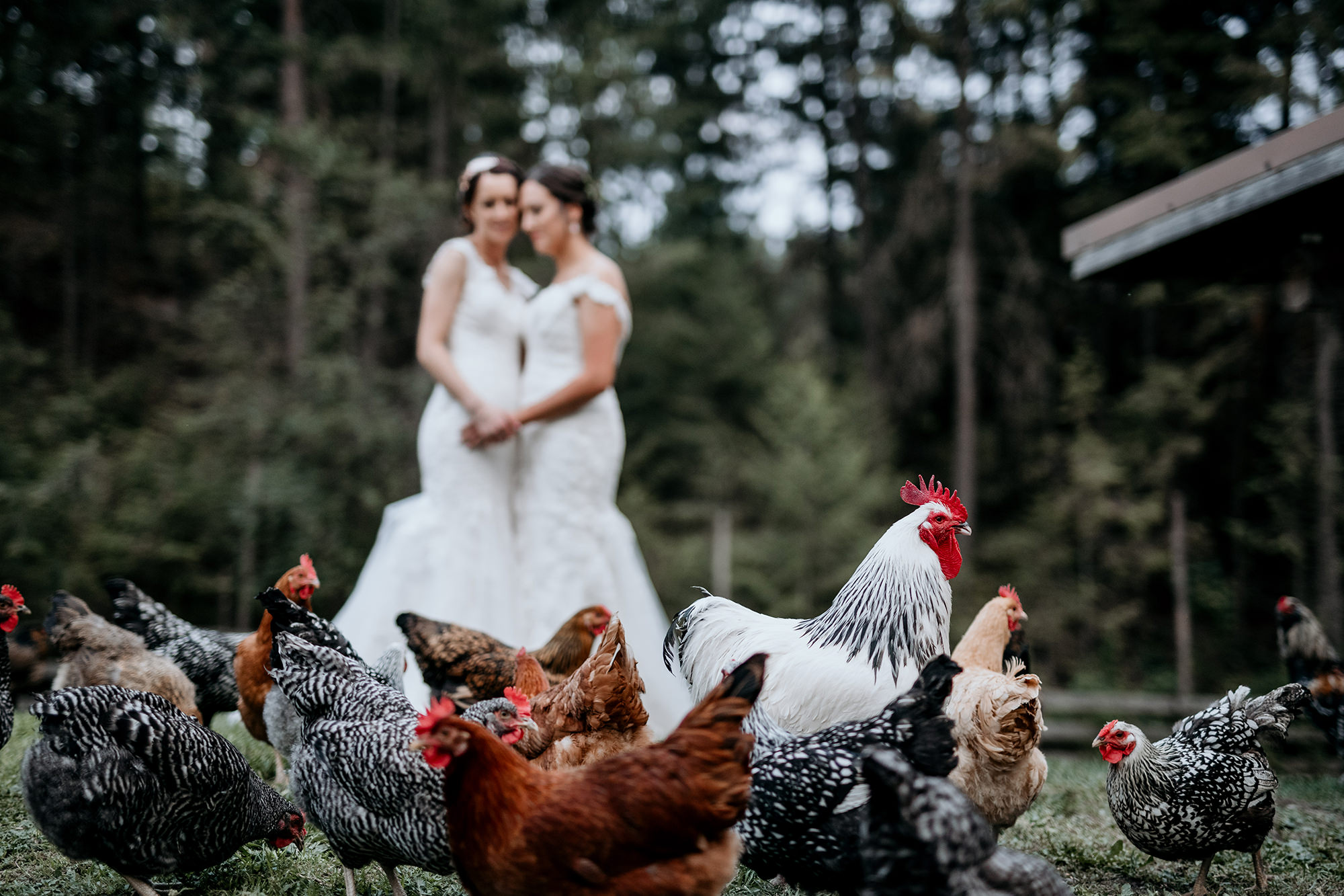 A rooster struts in front of two brides in a hen house.
