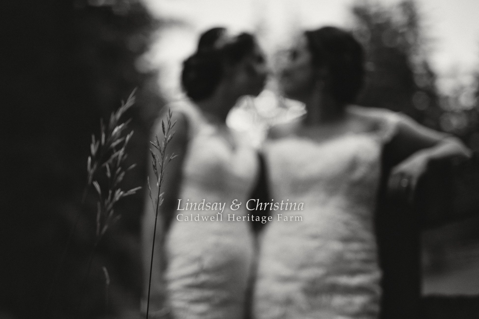 Out-of-focus brides about to share a kiss in a field of tall grass.